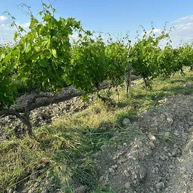 Üzüm