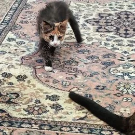 Кошечка