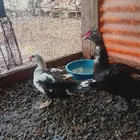 indudga ordek