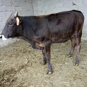 ökuz