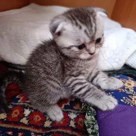 котята