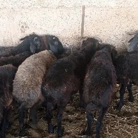 Garaköli işşek