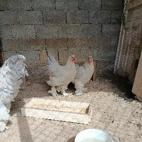 Brama lawanda