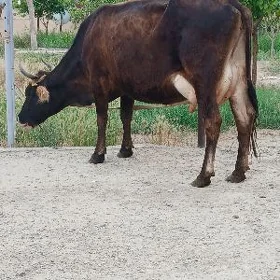 Göleli sygyr