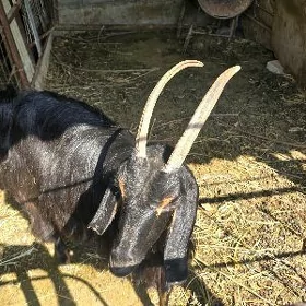 geci