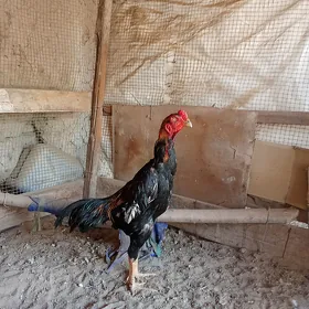 Tüklinýa.özi.deňine.taýnjakzat