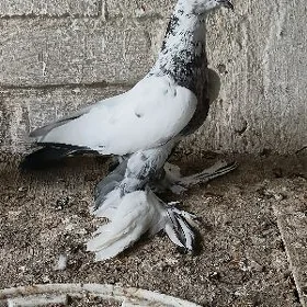 Kepderi