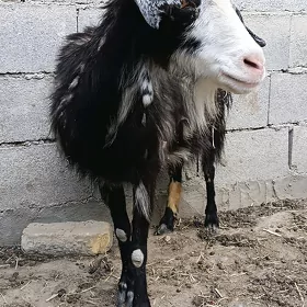 Geçi bakylan
