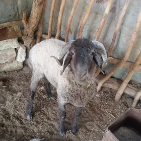 Goýunlar Goçlar Geçiler