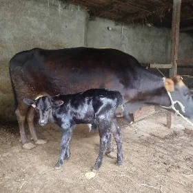 голели сыгыр