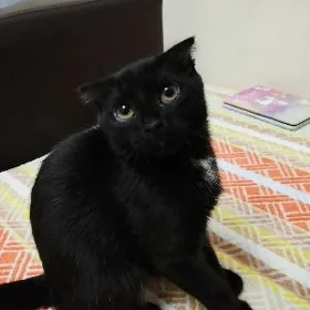 кошка британка
