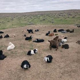 goÿun ,geçi, tokly,dog,