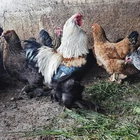 Brama towuk yumurtga