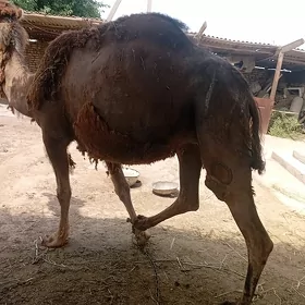 Düÿe