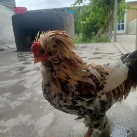 япончиклер