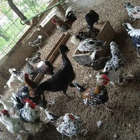 karlık yumurtga