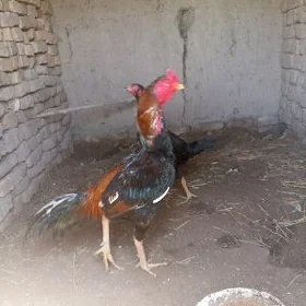 Horaz