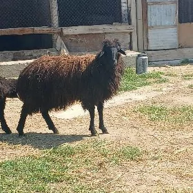 Işşek