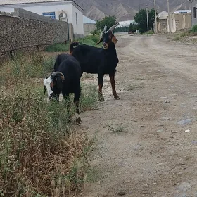 Dog erkec