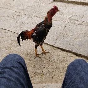 taşkent horaz