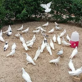 ak kepderi