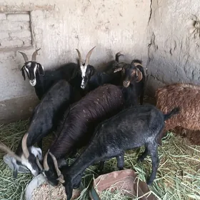 gysyr geçi