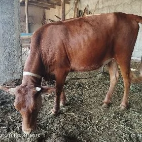 bakylan gulajyn