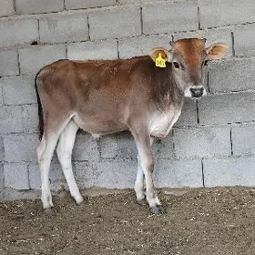 ŠWES OKUZ TUWE