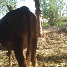 Baky gacar