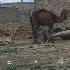 кошекли дуе