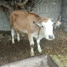 öküz göle