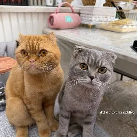 Шотландские котята