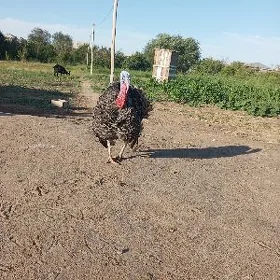 Erkek İnduk