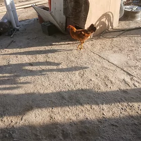 horazlar