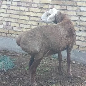 семиз гисар гоч