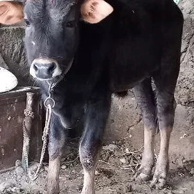 Okuzce