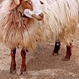 gurbanlyk goç