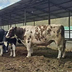 Işger gerek