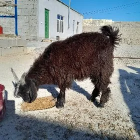 Geçi