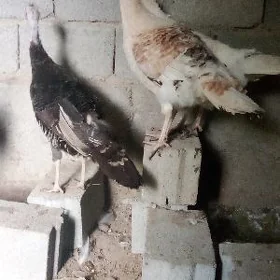 İnduk Makileri