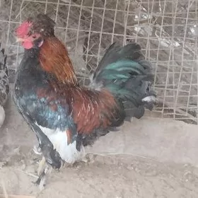 karlık horaz