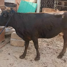 bakylan sygyr