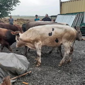 Sygyrlar we okuzler
