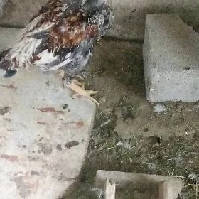 Taşgent horaz