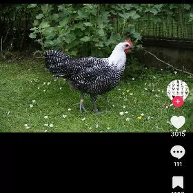 Brekel towuk