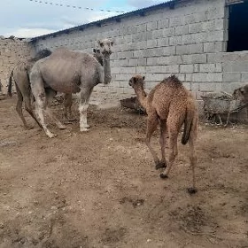 Süýtli köşekli düýe