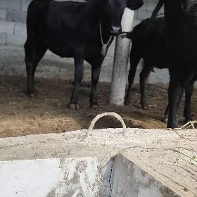 çorny piyastura tuwe