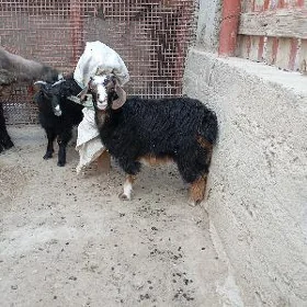 çewyş