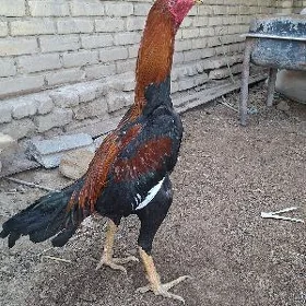 baysy horaz