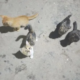 котята